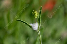 Attēlu rezultāti vaicājumam “Philaenus spumarius nymph”