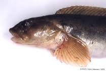 Image result for Zoarces americanus