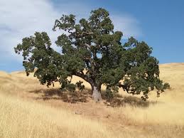 Attēlu rezultāti vaicājumam “Reticularia lobata”