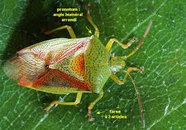 Attēlu rezultāti vaicājumam “Elasmostethus interstinctus”