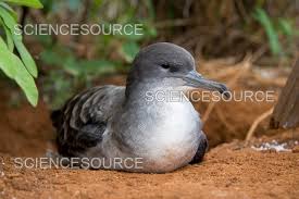 Image result for Puffinus puffinus