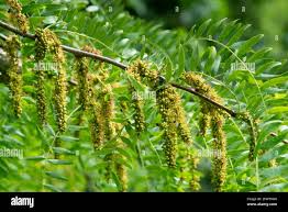 Attēlu rezultāti vaicājumam “Gleditsia triacanthos flower”