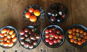 Afbeeldingsresultaat voor black cherry tomato