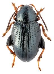 Attēlu rezultāti vaicājumam “Alticinae”