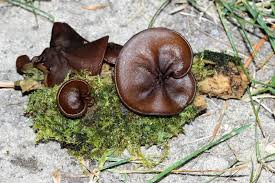 Attēlu rezultāti vaicājumam “Comatricha pulchella macro”