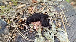 Attēlu rezultāti vaicājumam “Symphytocarpus sp.”