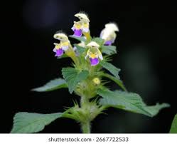 Attēlu rezultāti vaicājumam “Galeopsis speciosa”