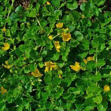 Attēlu rezultāti vaicājumam “Lysimachia nummularia”