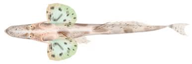 Image result for Platycephalus speculator