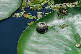 Attēlu rezultāti vaicājumam “Planorbidae”