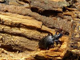 Attēlu rezultāti vaicājumam “Limodromus assimilis”