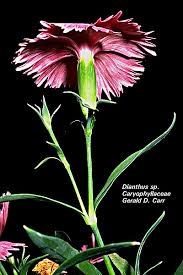 Attēlu rezultāti vaicājumam “Caryophyllaceae”