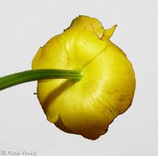 Attēlu rezultāti vaicājumam “Trollius europaeus leaf”