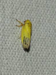 Attēlu rezultāti vaicājumam “Planaphrodes sp.”