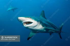 Image result for Carcharhinus limbatus