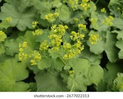 Image result for Alchemilla vulgaris
