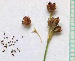 Attēlu rezultāti vaicājumam “Juncus bulbosus flower”