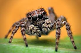 Image result for spider