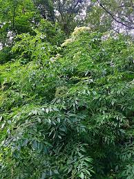 Attēlu rezultāti vaicājumam “Sambucus nigra leaf”