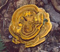 Attēlu rezultāti vaicājumam “Phaeolus schweinitzii”