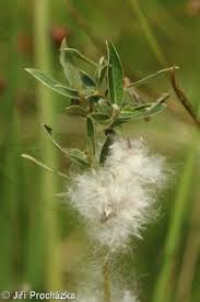 Attēlu rezultāti vaicājumam “Salix rosmarinifolia”