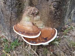 Attēlu rezultāti vaicājumam “Diderma radiatum sessile”