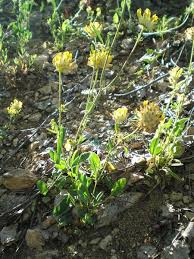 Image result for Anthyllis vulneraria