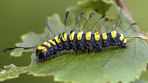 Attēlu rezultāti vaicājumam “Acronicta alni larva”