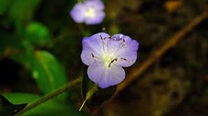 Attēlu rezultāti vaicājumam “Commelinaceae”