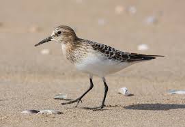 Image result for Calidris bairdii