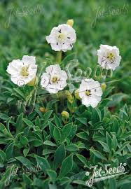 Attēlu rezultāti vaicājumam “Silene chlorantha”