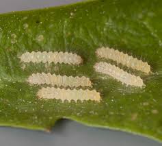 Attēlu rezultāti vaicājumam “Spilosoma lutea larva”