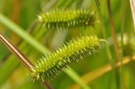 Attēlu rezultāti vaicājumam “Carex pseudocyperus fruit”