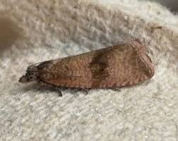 Attēlu rezultāti vaicājumam “Celypha striana”