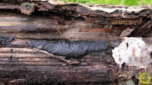 Attēlu rezultāti vaicājumam “Hypoxylon vogesiacum”