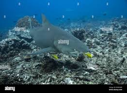 Image result for Negaprion acutidens