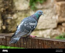 Attēlu rezultāti vaicājumam “Columba livia f. domestica”