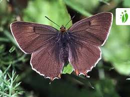 Attēlu rezultāti vaicājumam “Thecla betulae underside”