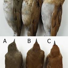 Image result for Catharus fuscescens