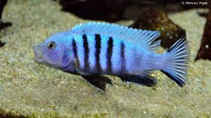 Risultati immagini per cynotilapia pulpican