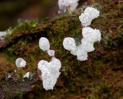 Attēlu rezultāti vaicājumam “Ceratiomyxa morchella macro”