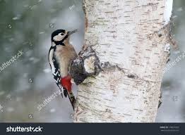 Attēlu rezultāti vaicājumam “Dendrocopos major female”