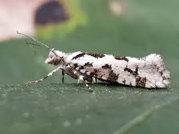 Attēlu rezultāti vaicājumam “Ypsolopha sequella”