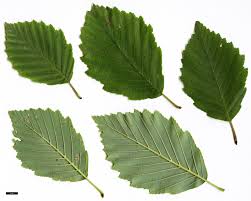 Attēlu rezultāti vaicājumam “Alnus incana”