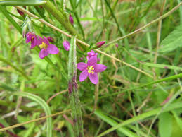 Attēlu rezultāti vaicājumam “Centaurium littorale flower”
