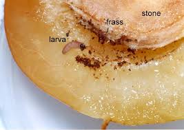 Attēlu rezultāti vaicājumam “Grapholita funebrana”