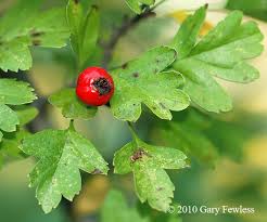 Attēlu rezultāti vaicājumam “Crataegus monogyna fruit”