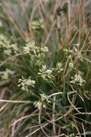 Attēlu rezultāti vaicājumam “Sesleria caerulea leaf”