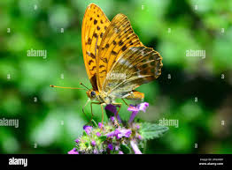 Attēlu rezultāti vaicājumam “Argynnis paphia male”
