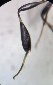 Attēlu rezultāti vaicājumam “Gasteruption jaculator imago”